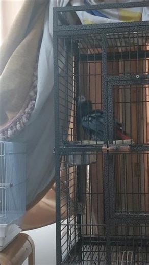 Parrot shower🚿🛁 time, in water bowl 💧🥣