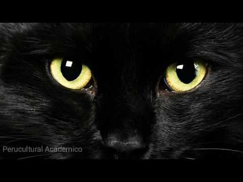Edgar Allan Poe : El gato negro [Cuento completo]