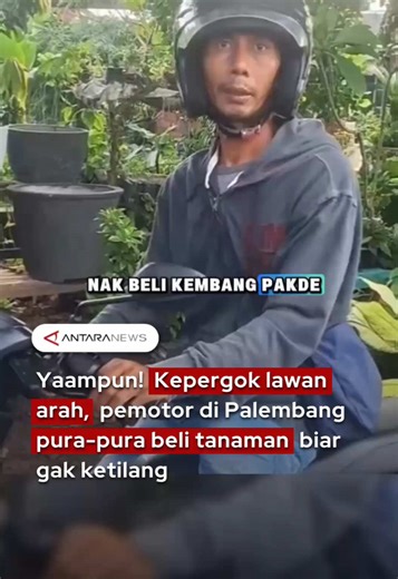 Viral di media sosial video yang memperlihatkan aksi unik seorang pemotor di Palembang yang tertangkap basah melawan arus. Dalam video, pemotor itu terlihat melaju melawan arus hingga menyadari ada petugas Satlantas Palembang di depannya. Bukannya putar balik atau berhenti, ia justru menepi mendadak ke penjual tanaman hias di pinggir jalan dan berpura-pura menjadi pembeli, seolah tidak terjadi apa-apa. Aksi tersebut diduga dilakukan untuk menghindari tilang, mengingat melawan arus merupakan pela