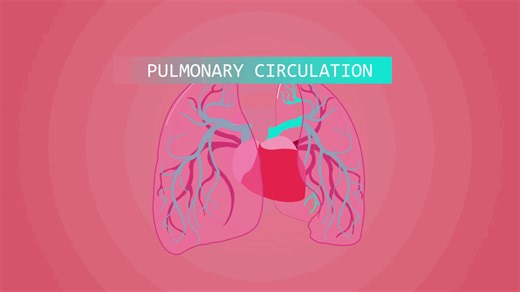 How Human Heart Works | 2d Explainer Video