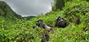 Meet the Gorillas of Uganda and Rwanda