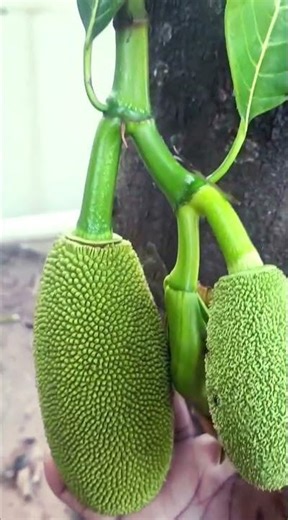 Jack fruit tree with fruits#panasakaya #jackfruit #food #nature #fruits #shortsviral #shortvideo #