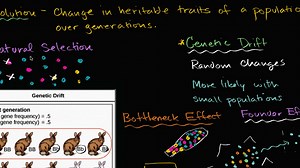Deriva génica, efectos fundador y de cuello de botella