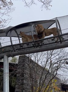 4.3K views · 410 reactions | We're back! The Zoo is now open Thursdays through Sundays starting today and open daily beginning Thursday, March 9. Tajiri and Makini can't wait to see you! 女 Get your tickets now: www.philadelphiazoo.org/visit/ | Philadelphia Zoo | Facebook