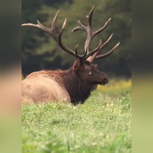Next time you hear this in the forest. #elkbugle