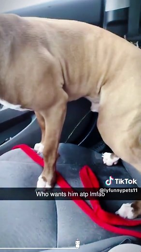 Dog Poops in Car: Hilarious Moments and Reactions