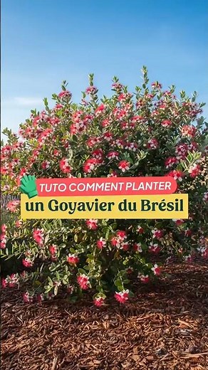 TUTORIAL - How to plant a Brazilian guava tree? 🌸🪏