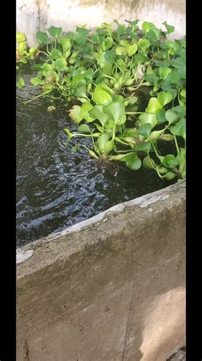 Tilapia Fingerlings: Cultivating Freshwater Fish