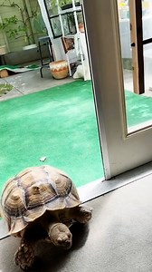 Ethel the tortoise has the most adorable bedtime routine 🥰🐢 | Furry Tails