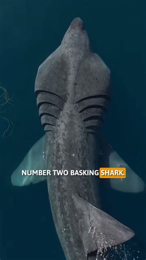 This Shark Was Bigger Than a Bus 🦈😳