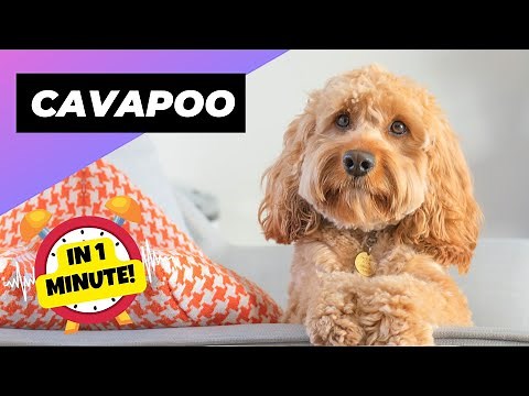 Cavapoo 🐶 The Cavalier + Poodle Mix!