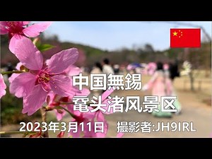 20230311 中国無錫の鼋头渚は桜の名所です