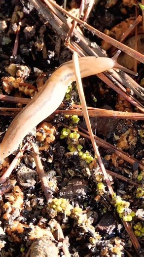 Slug Crawling 🐌 Slow Dancing in the Dark • Joji #shorts #slugs #animals #animal #wildlife #nature