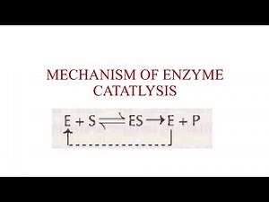 Mechanism of Enzyme Catalysis (#enzymes 6)