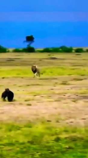 134K views · 720 reactions | Male Lion Attack on Hyena | Wildlife War | Facebook