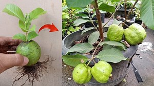 10K views · 282 reactions | How to grow guava tree from guava fruit in pots | Gardening Ideas Tv | Facebook