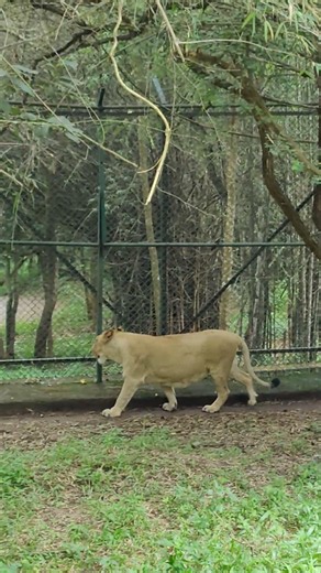 Lioness Walk #lioness #bigcats #bannerughatta #zoo #wildlife #bangalore