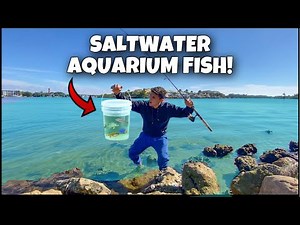 Catching tropical saltwater aquarium fish!