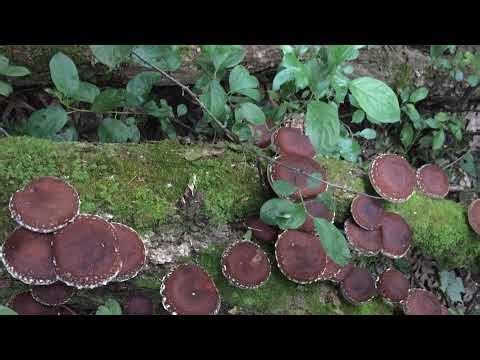 Six Basic Tenets of Noncommutative Quantum Biology