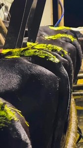 ✅……. Herd testing done and dusted! #farm4life | Farm 4 Life