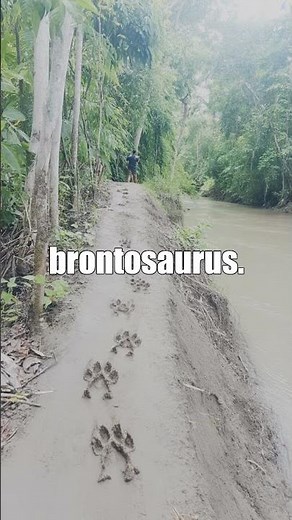 Mokele-mbembe: The Congo's Living Dinosaur