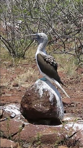 Blue-footed Booby (Sula nebouxii) #galapagoswildlife #bird #birdingparadise #birdfacts