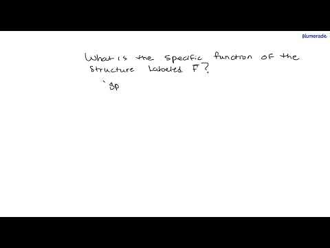 What is the specific function of the structure labeled F? A scheme of the basic motor reflex pathwa…