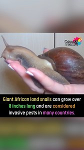Giant snails | Colors Of Nature