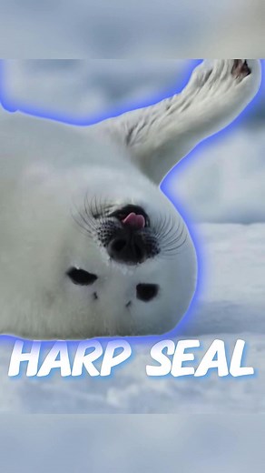Harp Seal: Witness an Amazing Transformation