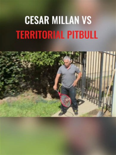 Cómo calmar a un perro que piensa que es el dueño de casa