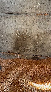 Care aveti nevoie, recomand cu toata increderea serviciile dansului!😂 | Fermierul Adrian