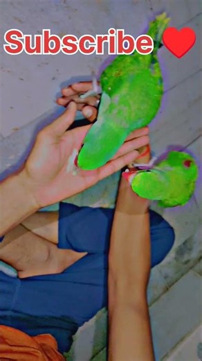 Itni craving 😱 haath pe hi aa gaye 🦜 #cocomomo #birds #viral