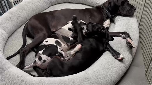 18K views · 1.1K reactions | Daisy Mae enjoying her two keeper babies from this litter. With Wendy Schaff ❤️ | Genesis Guardian Angel Great Danes USA | Facebook