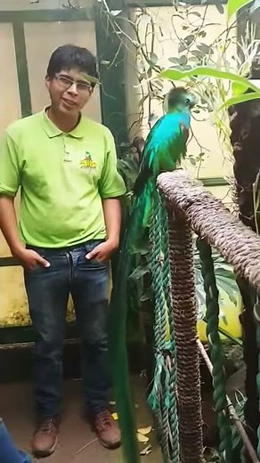 Resplendent Quetzal Bird (Rare)