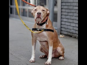 Senior adoptable pup gets special treat at shelter | The Dodo Project Home Live