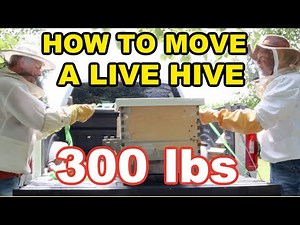 Beekeeping: How To Move A Hive By Yourself