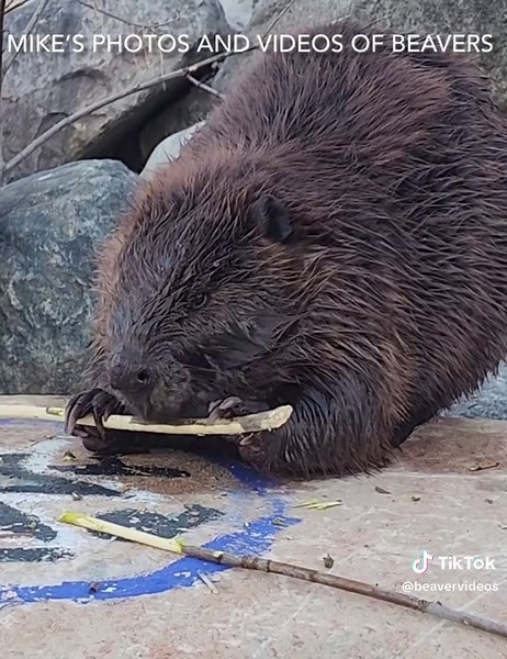 ChewBarka the Beaver Enjoys a Branch Snack