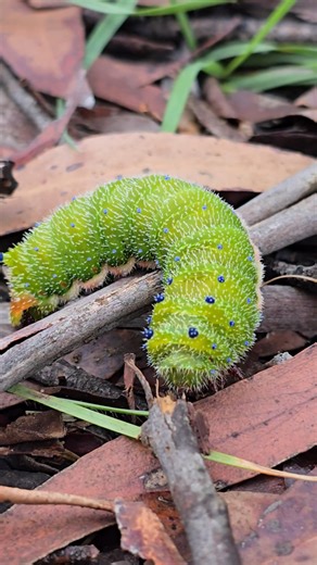 Look what I came across today on my travels- a Helena Gum moth (Austrocaligula helena ) caterpillar! What a chunky grub and they have such beautiful red feet! Hang on, do caterpillars have feet? Technically have segmented true legs with 'knee' & 'ankle' joints that end in claws. They may also have pro legs which are not segmented & end in stumps. I stumbled across the moth stage of this species earlier in December. Both caterpillar and moth are very eye-catching. See if you can spot any in the G
