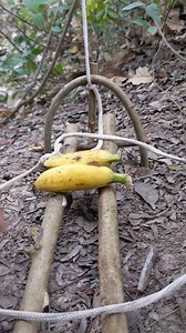 Making the forest trap for catch animals #bushcraft #survival #trap #outdoors | Mr Rachea