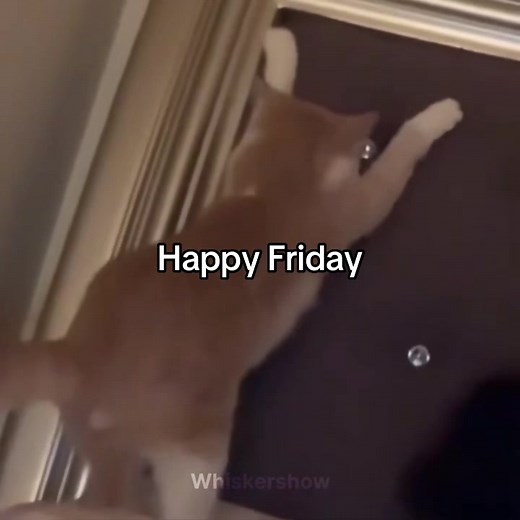 It’s Friday ✨ #kitten #cats #happycat #catsoftiktok #fyp | happy friday