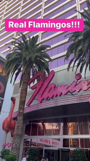 11K views · 93 reactions | #flamingo #flamingohotel #adventuresthatrock #lasvegas #vegas #realflamingos #freevegas #vegasmustdos #wheninvegas #funinvegas #letsgotovegas | Adventures That ROCK | Facebook