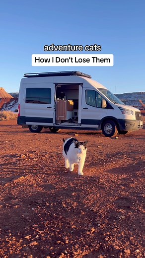 Best GPS Cat Tracker: Tractive Review & Why I Love It