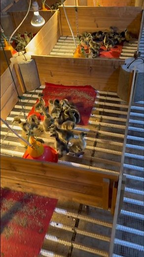 Inside a Goose Farm Nursery 🐣 | How Baby Geese Are Raised in Groups 💥