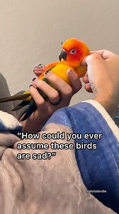 269K views · 2.5K reactions | Pluto  vs Cassini . . . . #lol #funny #haha #meme #memes #birds #birdsofinstagram #parrots #parrot #parrotsofinstagram #conure #sunconure #family #animals #love #bestfriend #bestfriends #cute #cuteanimals #animals #animallovers | Pluto Birdie | Facebook