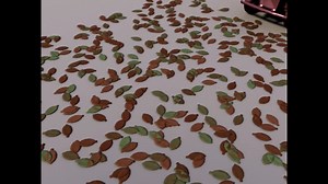 PARTICLE LEAVES