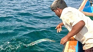 We Caught Needle Fish, Queen Fish & Eel Fish in the Sea | Neerulagam