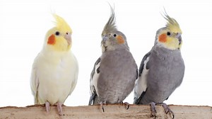 How to Pick a Companion for a Cockatiel?