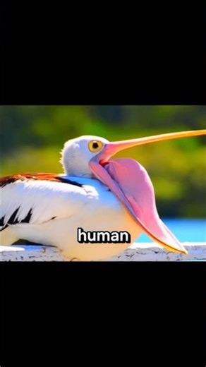 The Yawn Phenomenon: Why Animals Yawn and How It's Contagious Across Species!