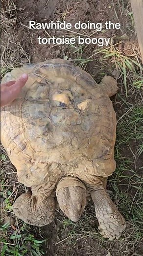 Rawhide the Tortoise Dances