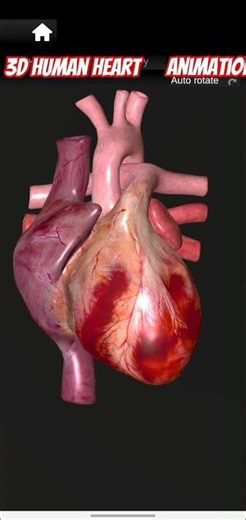 Human heart animation #anatomy #doctor #science #love #shortvideo #shortsfeed